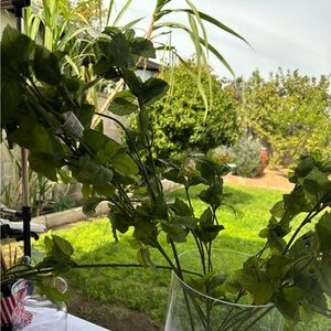 Ashland Greenery in Clear Vase